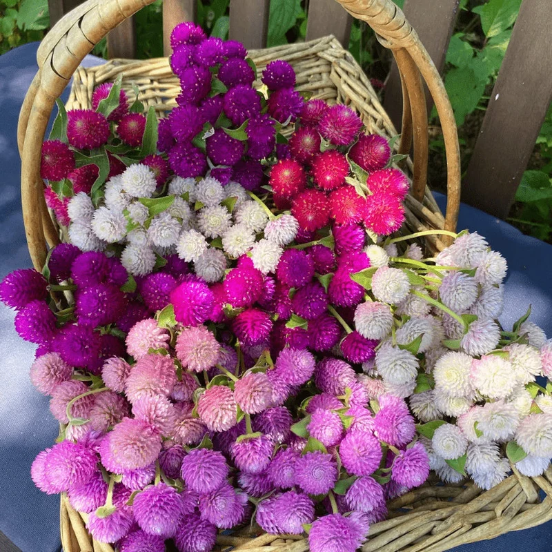 Gomphrena 'Audrey Mix' bio