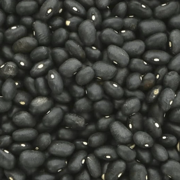 Haricot nain 'Nicaraguan Black Turtle' bio