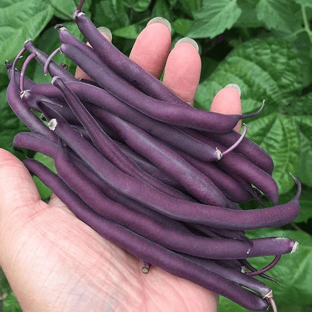 Haricot nain 'Royal Burgundy' bio