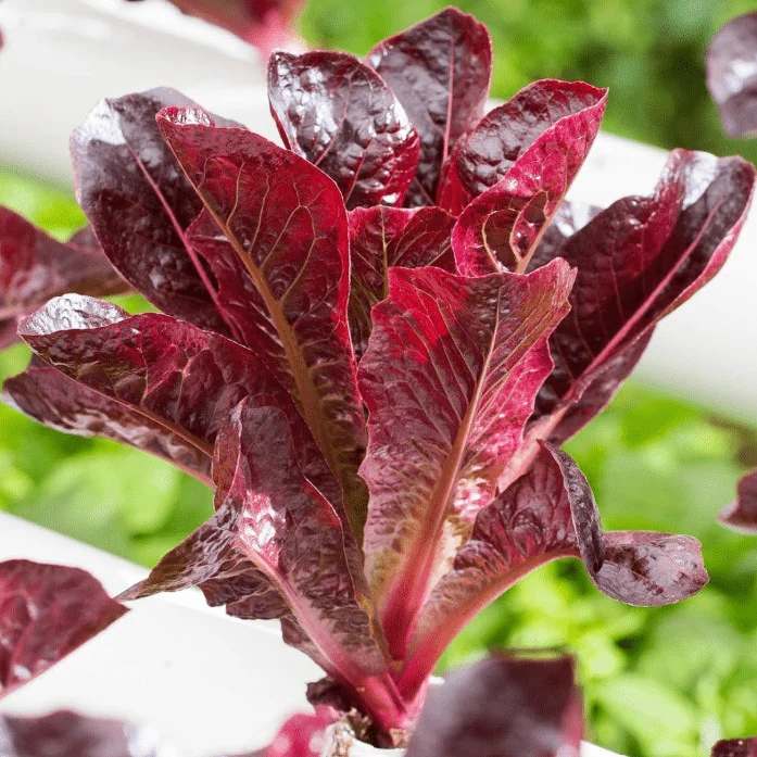 Laitue romaine 'Super Red Romaine' bio