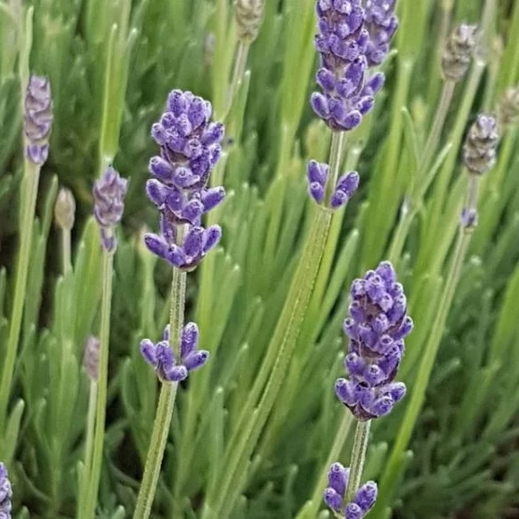 Lavande 'Lavender' bio