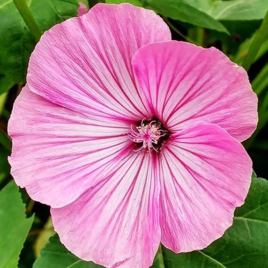 Lavatera 'Lavatera Mix' bio