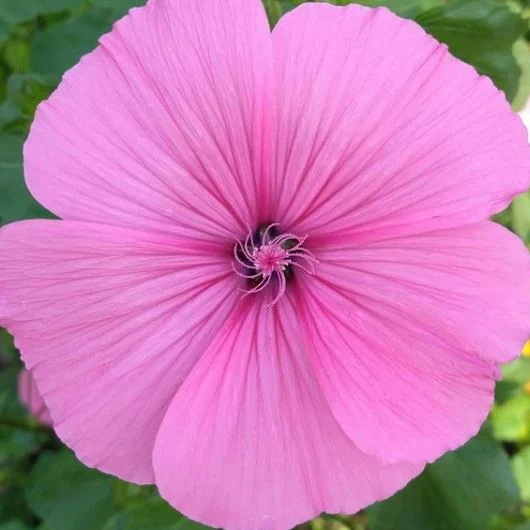 Lavatera 'Lavatera Mix' bio