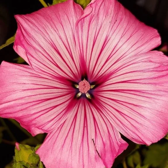 Lavatera 'Lavatera Mix' bio