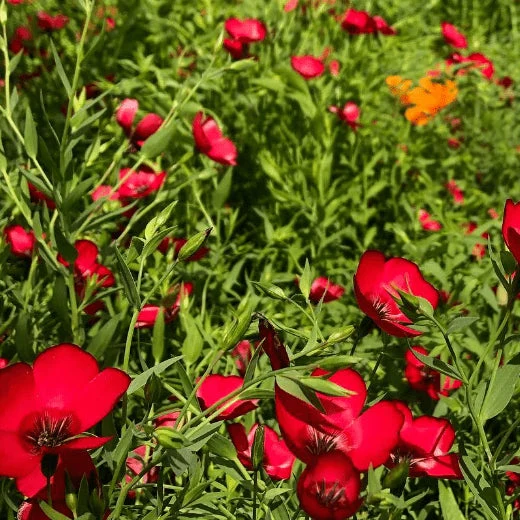 Lin 'Scarlet Flax' bio