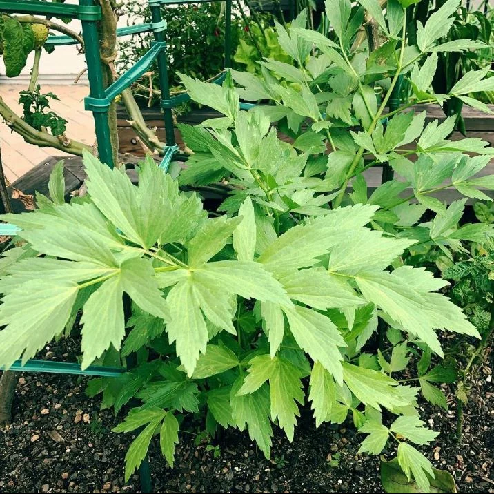 Livèche 'Lovage' bio