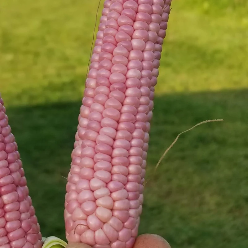 Maïs à éclater 'Mini Pink Popcorn' bio