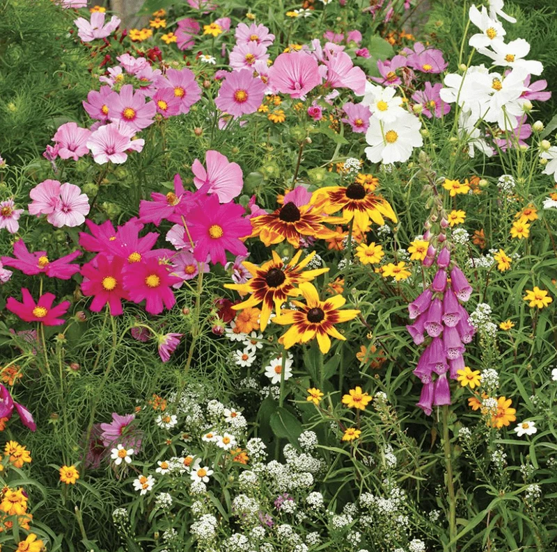 Mélange fleuri sauvage 'Wildflower Cottage Garden Mix' bio
