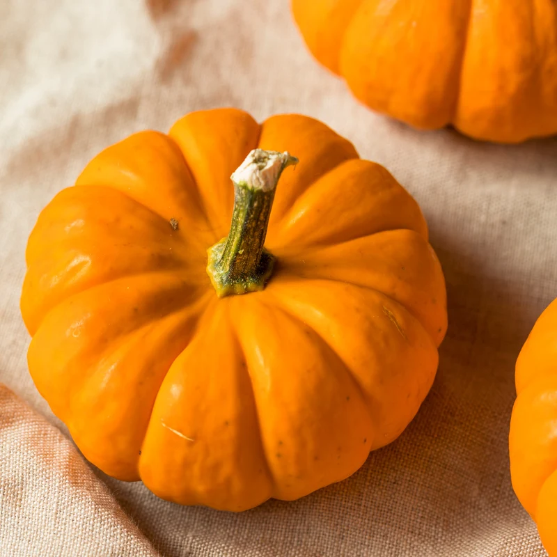 Citrouille miniature 'Jack Be Little'