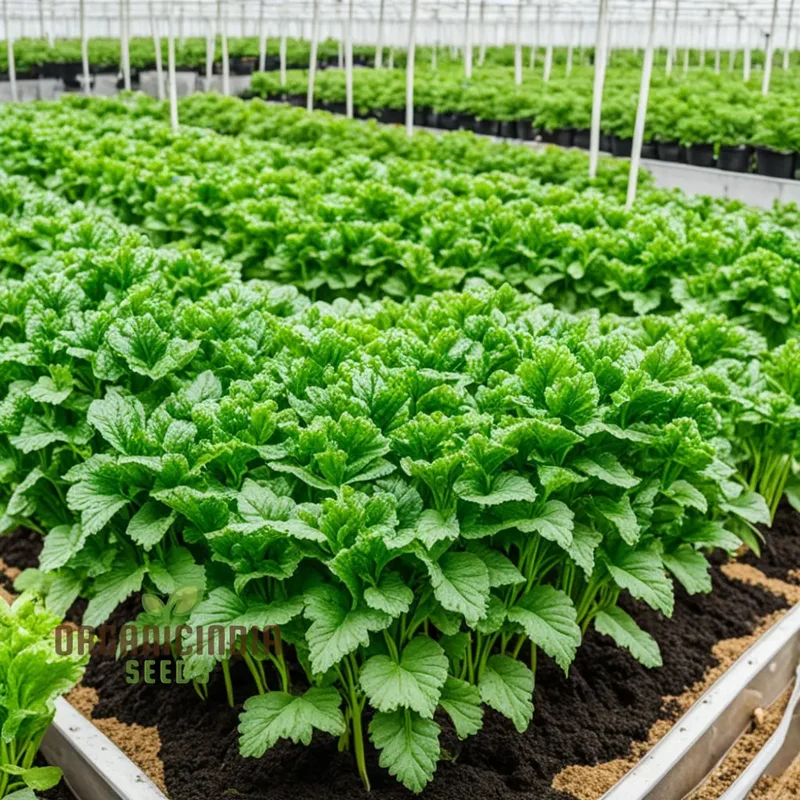 Green Dixie Lee Vegetable Mix Seeds For Planting, Diverse & Delicious Greens for Your Garden