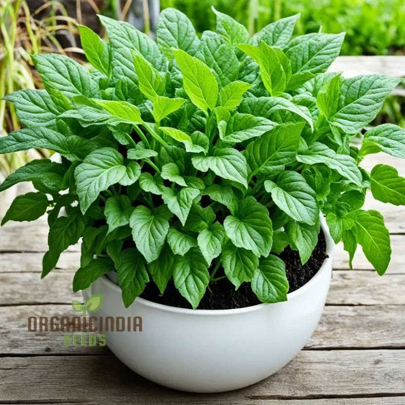 Green Dixie Lee Vegetable Mix Seeds For Planting, Diverse & Delicious Greens for Your Garden