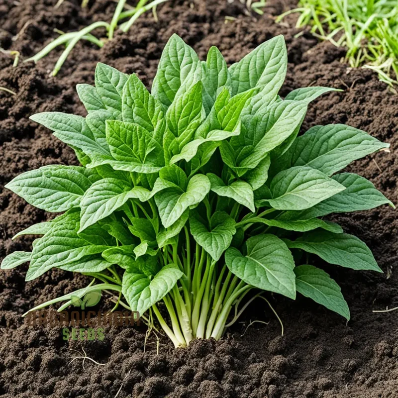 Green Dixie Lee Vegetable Mix Seeds For Planting, Diverse & Delicious Greens for Your Garden