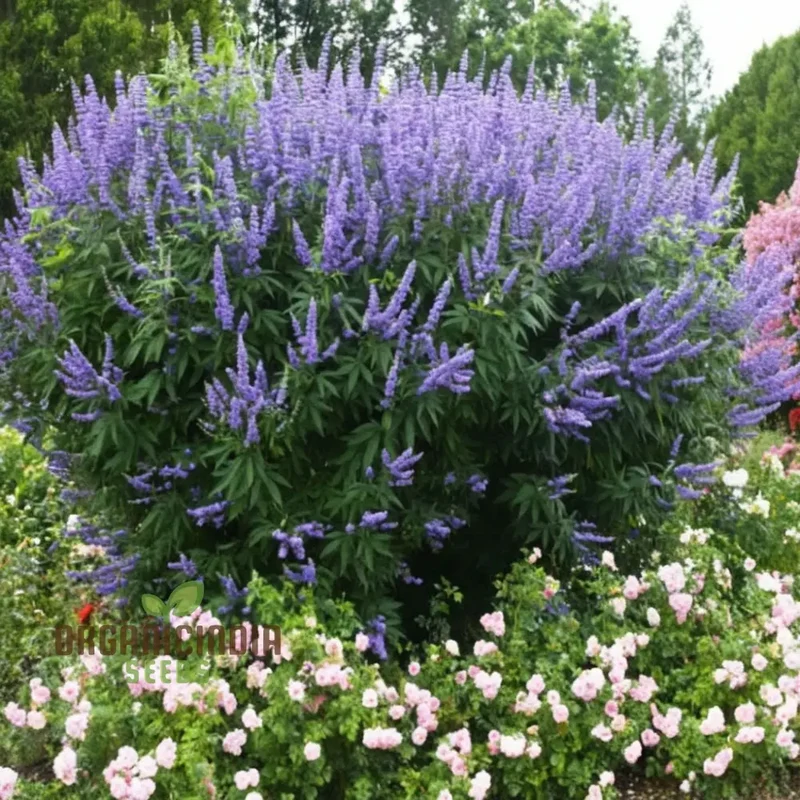 Lavender Vitex Castus Tree Seeds - Cultivate Serenity in Your Garden