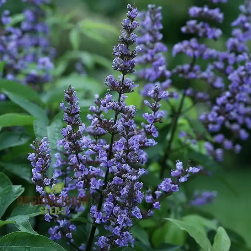 Lavender Vitex Castus Tree Seeds - Cultivate Serenity in Your Garden