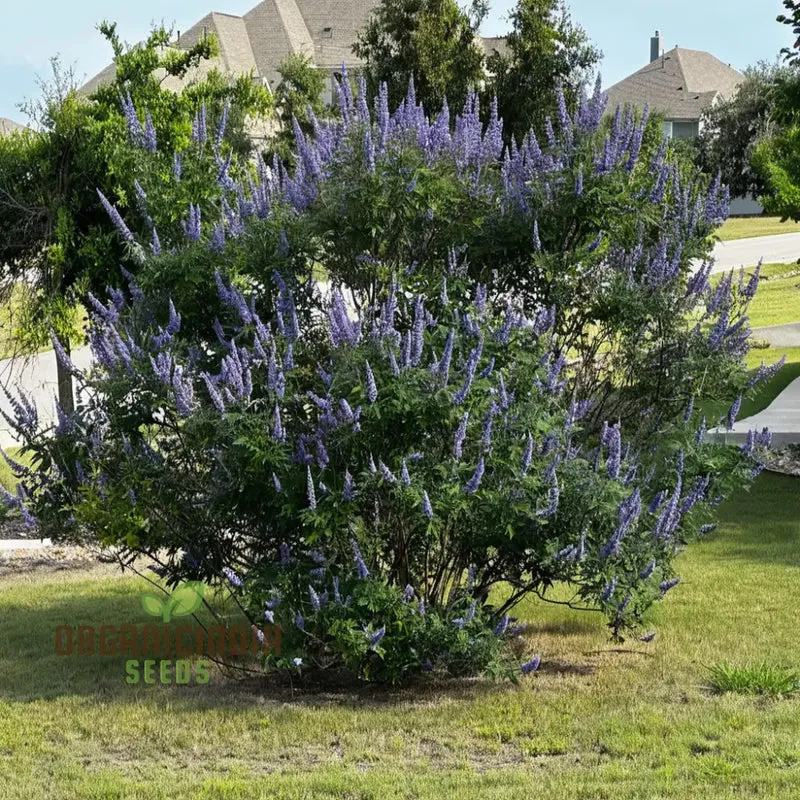 Lavender Vitex Castus Tree Seeds - Cultivate Serenity in Your Garden