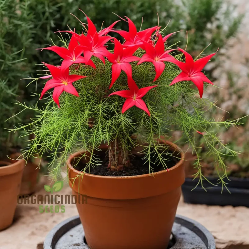 Red Cypress Flower Seeds, Exquisite deep red blooms for Your Garden
