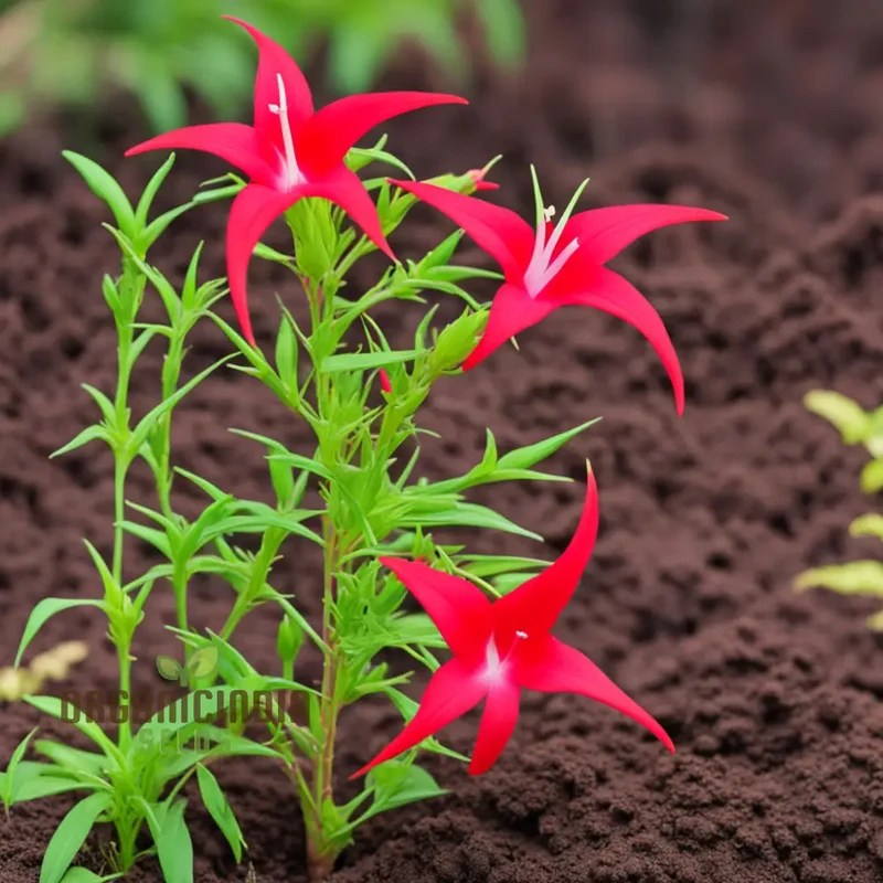 Red Cypress Flower Seeds, Exquisite deep red blooms for Your Garden