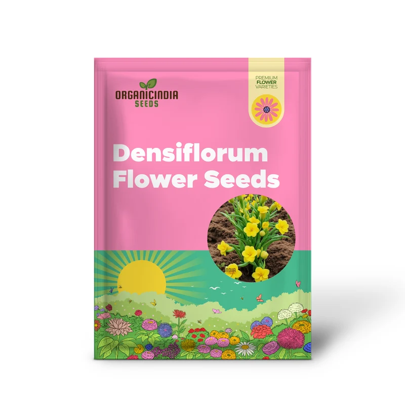 Yellow Densiflorum Flower Seeds - Bright Blossoms for Sunny Garden Borders