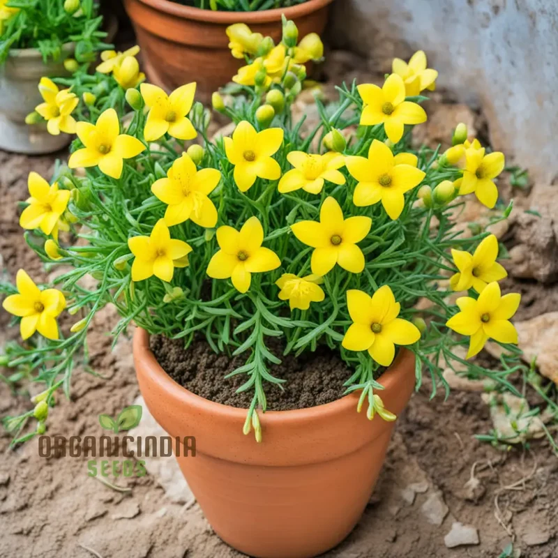 Yellow Densiflorum Flower Seeds - Bright Blossoms for Sunny Garden Borders