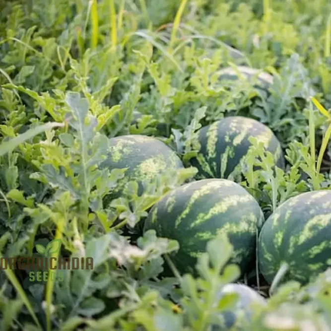 Green Watermelon Seeds for Planting, Cultivate Your Garden with Fresh and Juicy Fruit Seeds