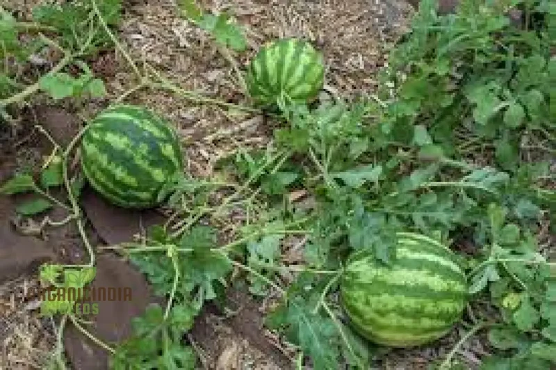 Green Watermelon Seeds for Planting, Cultivate Your Garden with Fresh and Juicy Fruit Seeds