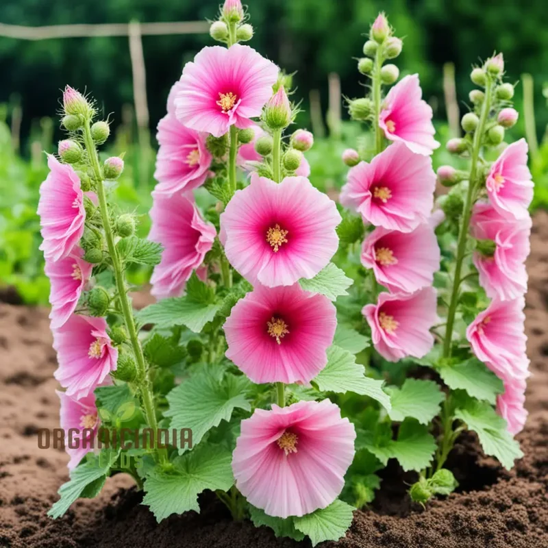 Pink Hollyhock Flower Seeds, Pink Hollyhock Flower Seeds - Create a Stunning Cottage Garden with Vibrant Pink Blooms