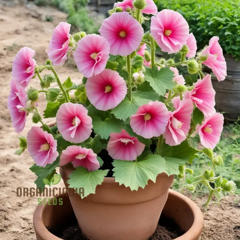 Pink Hollyhock Flower Seeds, Pink Hollyhock Flower Seeds - Create a Stunning Cottage Garden with Vibrant Pink Blooms