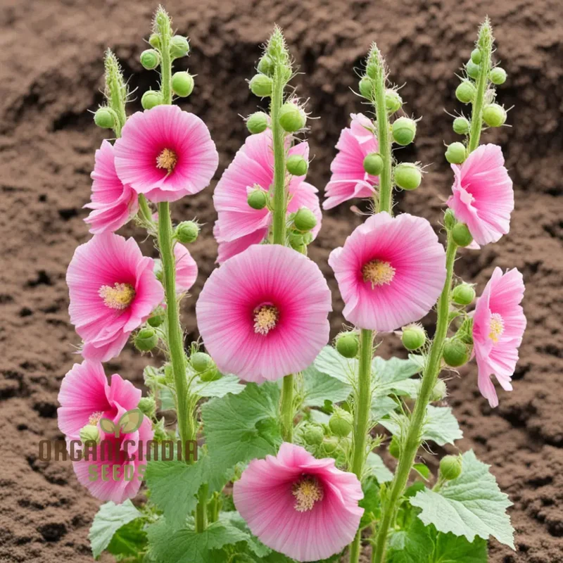 Pink Hollyhock Flower Seeds, Pink Hollyhock Flower Seeds - Create a Stunning Cottage Garden with Vibrant Pink Blooms