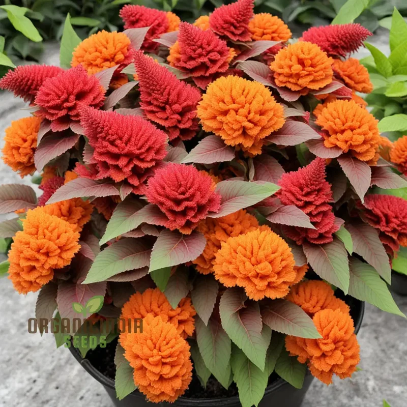 Orange Celosia Seeds Mix - Vibrant Plumes for Dazzling Garden Displays