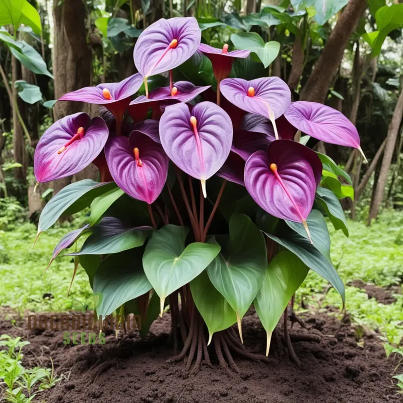 Purple Anthurium Flower Seeds - Exotic Blooms for Lush, Tropical Gardens