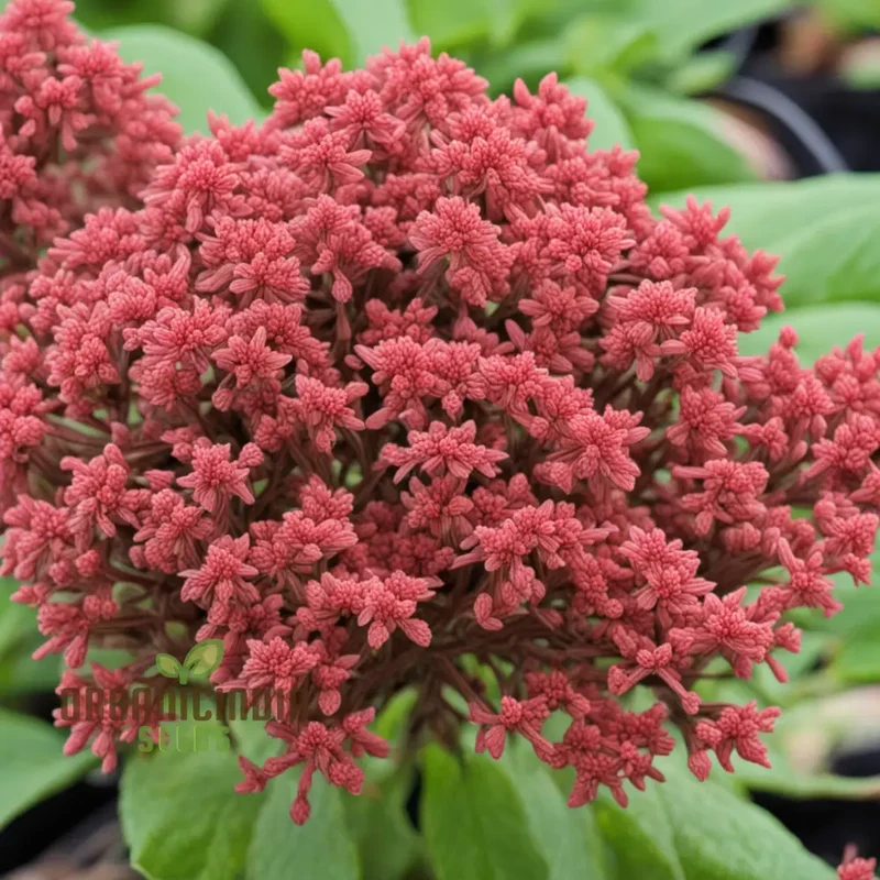 Red Jupiter’s Beard Seeds – Centranthus Ruber Variety for Vibrant Garden Blooms