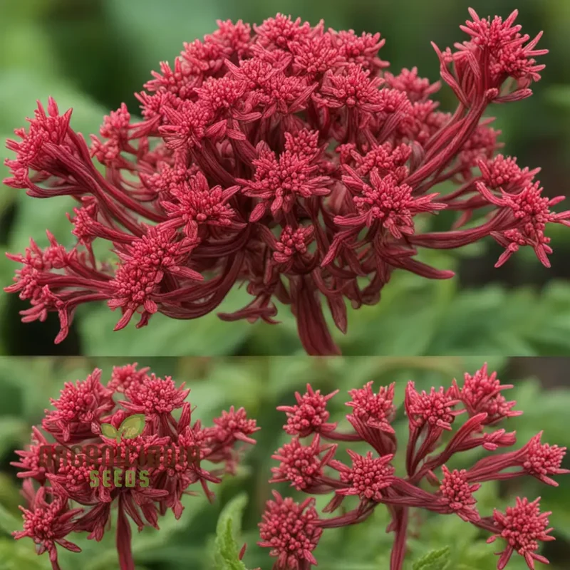 Red Jupiter’s Beard Seeds – Centranthus Ruber Variety for Vibrant Garden Blooms