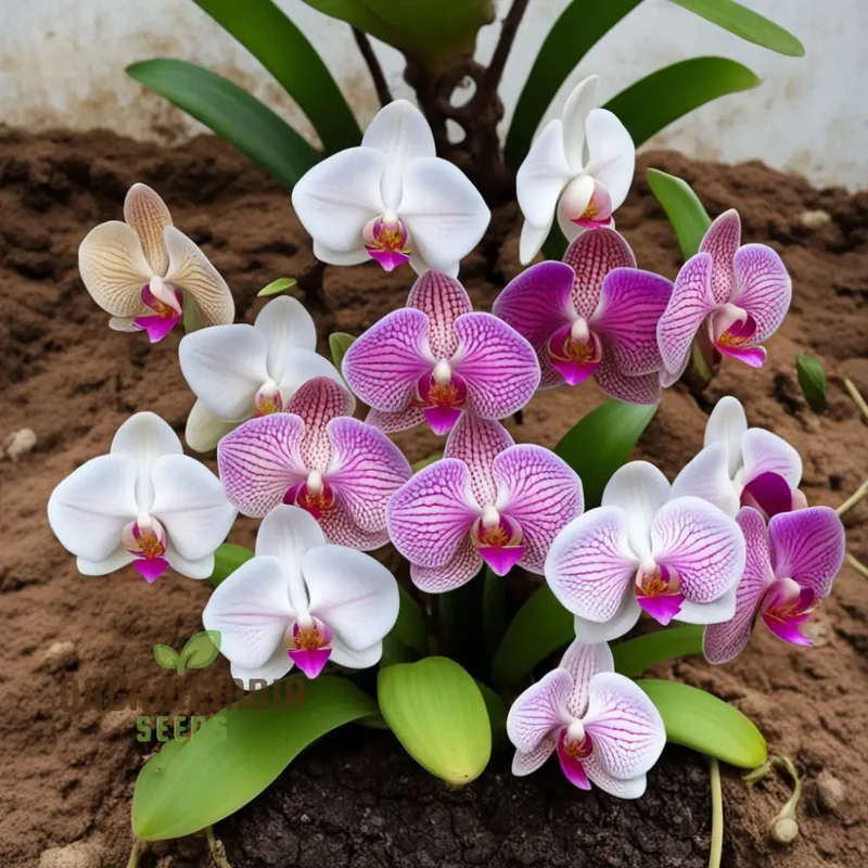 Mixed Phalaenopsis Orchid Flower Seeds, Diverse Assortment for Stunning Orchid Displays