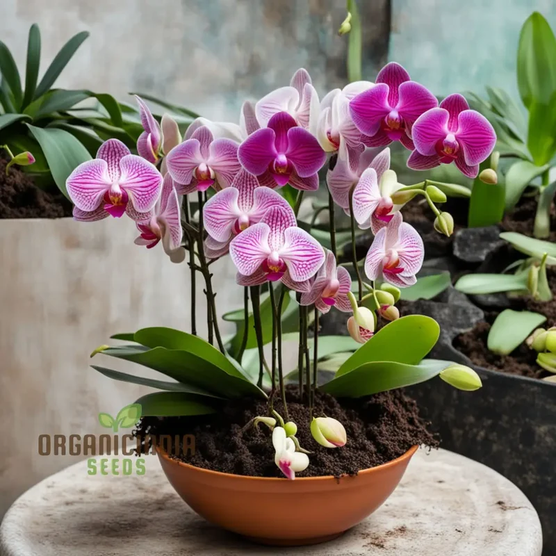 Mixed Phalaenopsis Orchid Flower Seeds, Diverse Assortment for Stunning Orchid Displays