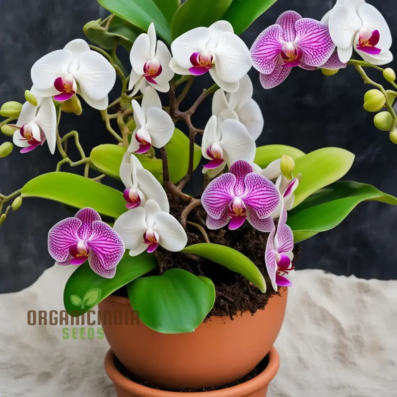 Mixed Phalaenopsis Orchid Flower Seeds, Diverse Assortment for Stunning Orchid Displays