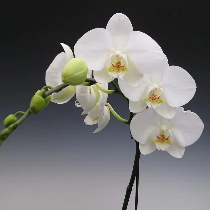 Mixed Phalaenopsis Orchid Flower Seeds, Diverse Assortment for Stunning Orchid Displays