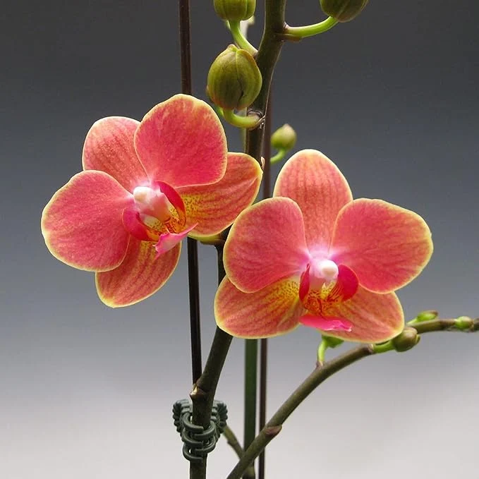 Mixed Phalaenopsis Orchid Flower Seeds, Diverse Assortment for Stunning Orchid Displays