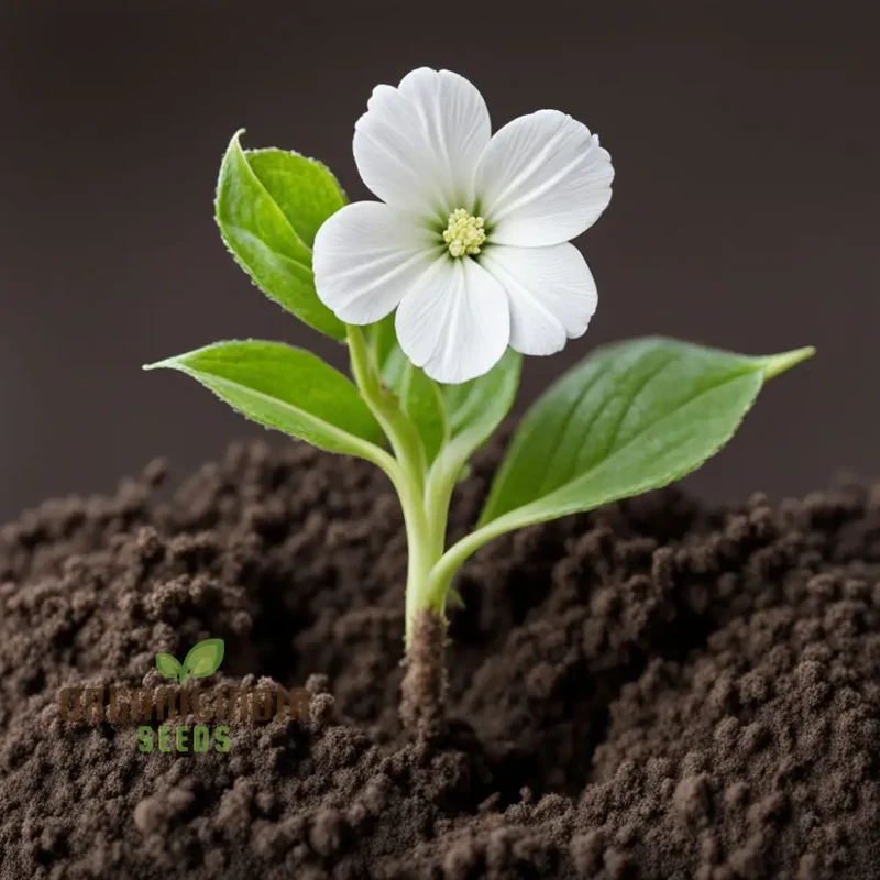 White Radiata Flower Seeds - Elegant Blooms for Serene Garden Beauty