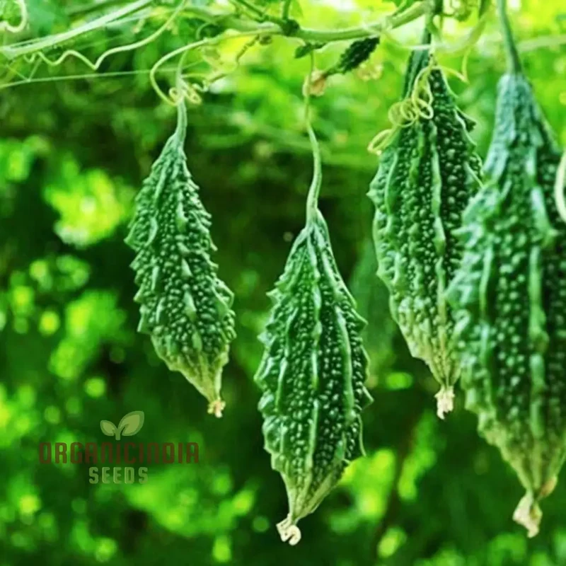 Organic Bitter Gourd Seeds For Planting, High-yield Bitter Gourd Seeds, Premium Bitter Melon