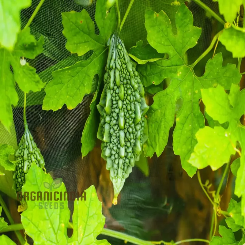 Organic Bitter Gourd Seeds For Planting, High-yield Bitter Gourd Seeds, Premium Bitter Melon