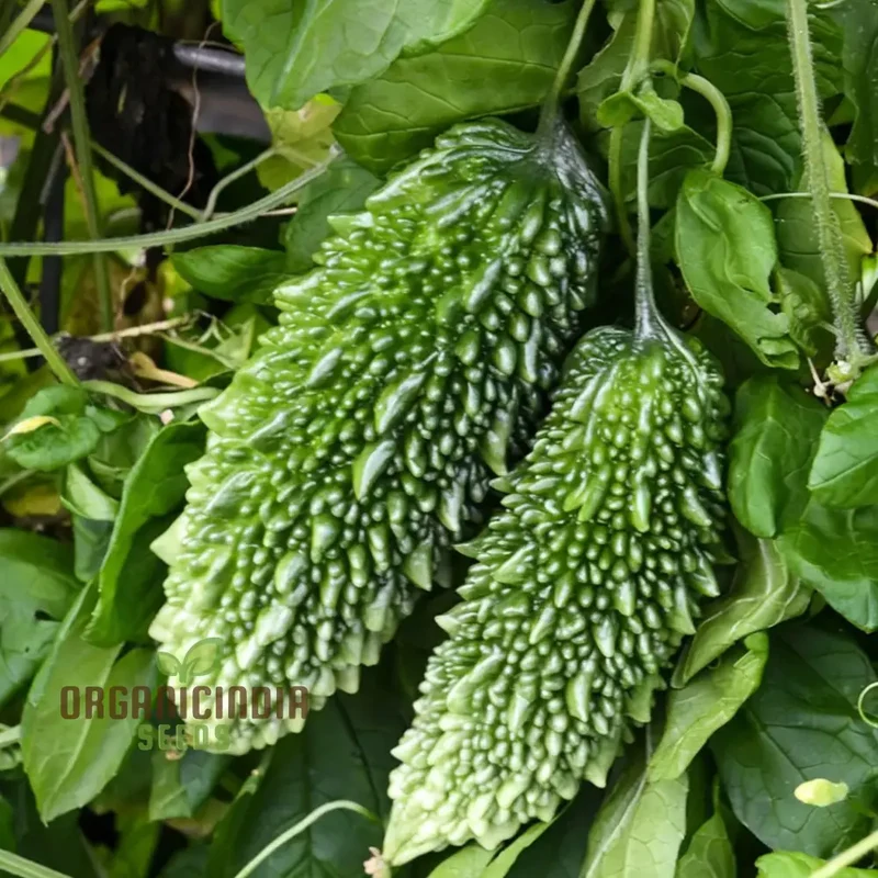Organic Bitter Gourd Seeds For Planting, High-yield Bitter Gourd Seeds, Premium Bitter Melon