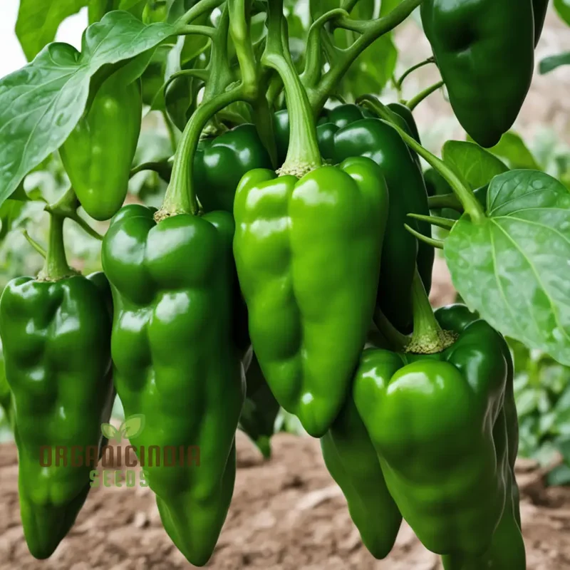 Green Padron pepper seeds For Planting, Grow Your Own Mild to Spicy Delights