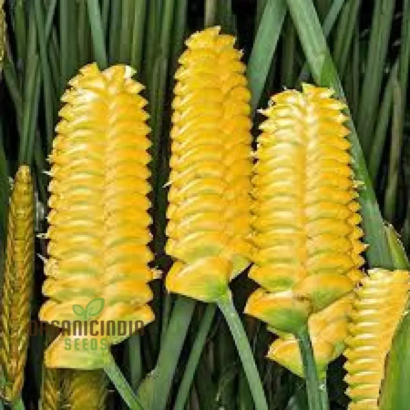 Generic Yellow Calathea Crotalifera Plant Seeds, Fresh Yellow Calathea Crotalifera Plant Seeds, Yellow Calathea Crotalifera Plant Seeds for planting