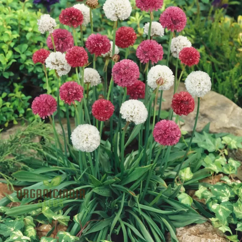 Mixed Joystick Flower Seeds - Playful Assortment for Whimsical Garden Delights