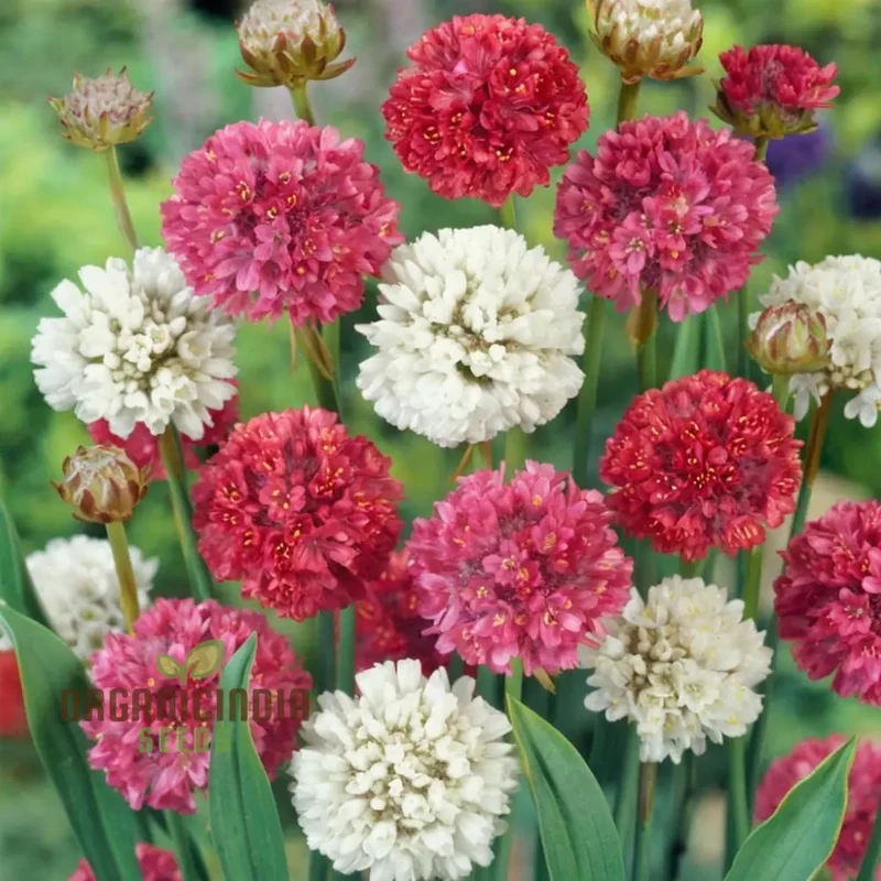 Mixed Joystick Flower Seeds - Playful Assortment for Whimsical Garden Delights