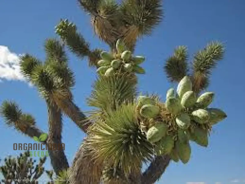 New Fresh 25pcs Green Brevifolia Palm Tree Seeds, Generic Green Brevifolia Palm Tree Seeds, Fresh Green Brevifolia Palm Tree Seeds