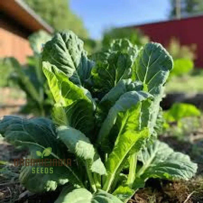 Collard Vegetable Seeds For Planting, Add Color to Your Garden