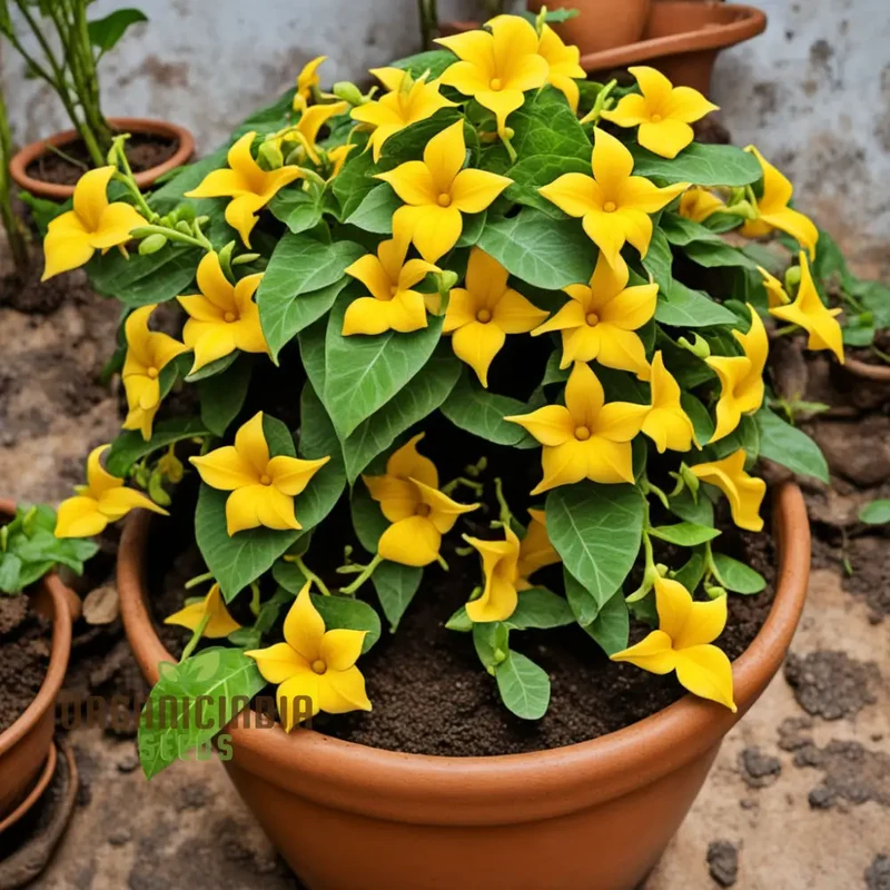 Yellow Thunbergia Flower Seeds for planting