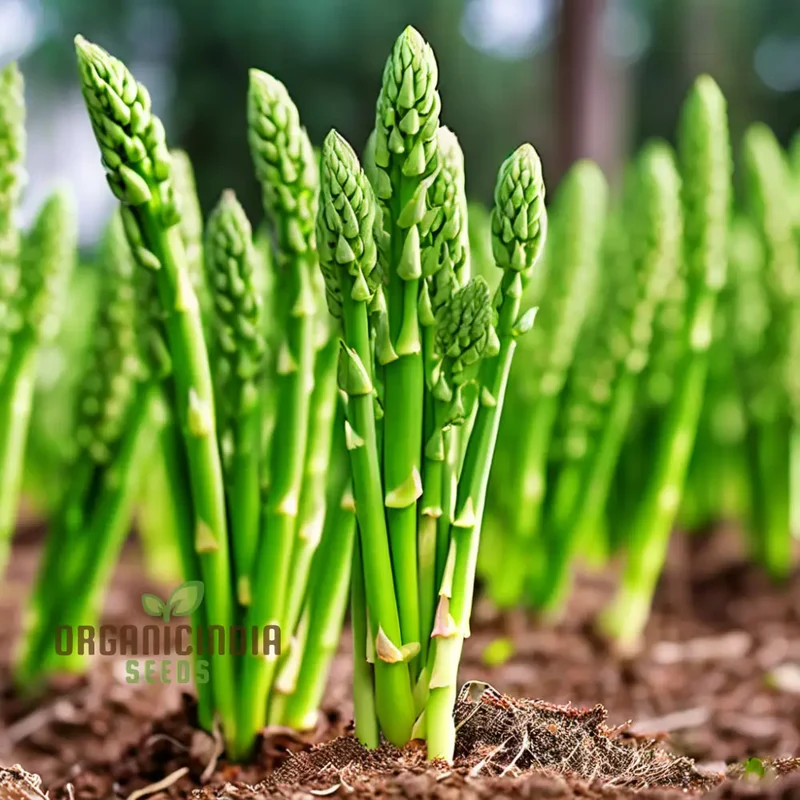 Green Asparagus Vegetable Seeds For Planting, Grow Your Own Fresh Asparagus at Home