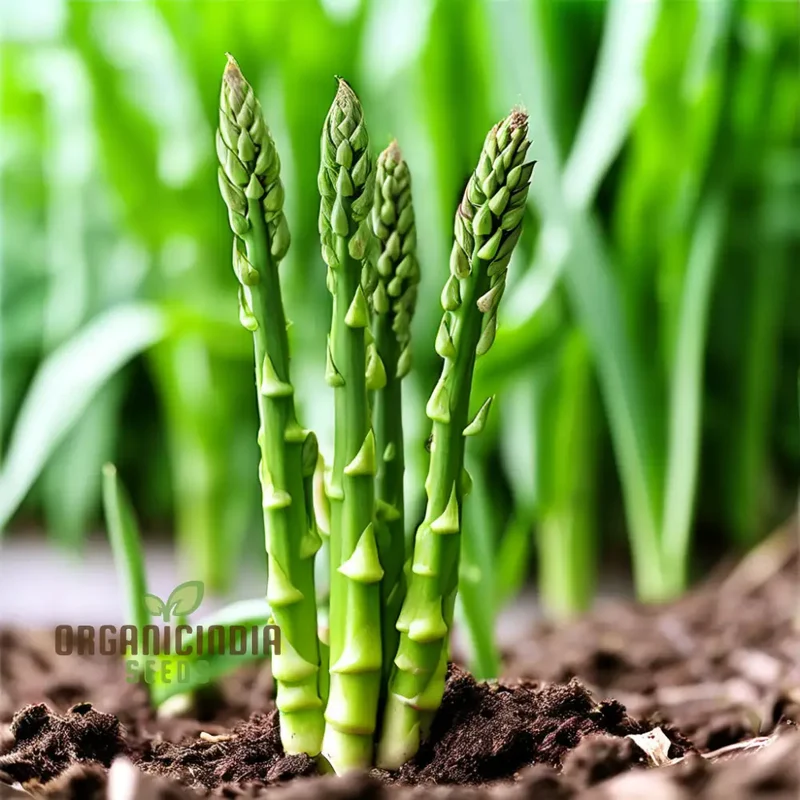 Green Asparagus Vegetable Seeds For Planting, Grow Your Own Fresh Asparagus at Home